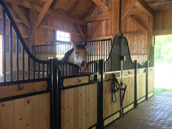 horse in a stable of custom barn kit horse barn